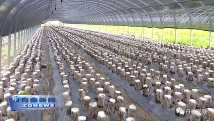 天津濱江集團深入調研我縣農副產品產業(yè)，聚焦新鮮水果零售市場新機遇